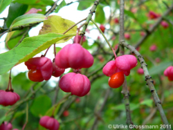 leuchtend bunte Früchte des Pfaffenhütchens