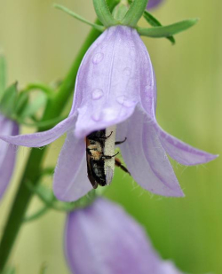 Glockenblume mit Wildbiene