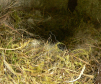 Nest einer Blaumeise