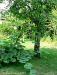 Hokkaidokürbis wird mit Stangen in den Baum geleitet