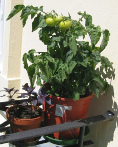 Tomate und rotlaubiges Basilikum