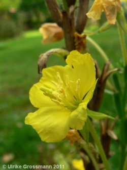 Blüte der Nachtkerze Blüte der Nachtkerze