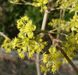 Blühende Kornelkirsche Blüten der Kornelkirsche