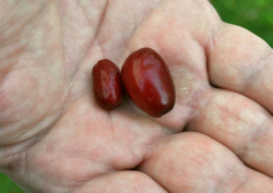 Größenvergleich - links wilde Kornelkirsche, rechts Kasanlak