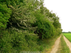 Feldhecke Artenreiche Feldhecke mit Holunder, Wildrosen, Weißdorn, Berberitze