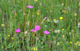 Wiese mit Heidenelken