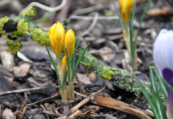 Krokusse in gemulchtem Beet