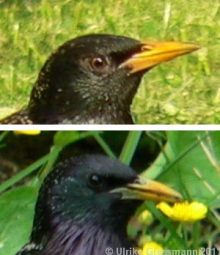 Starenweibchen und -männchen im Vergleich Kopf von Weibchen (oben) und Männchen (unten)