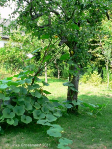 Ein Kürbis rankt in einen alten Apfelbaum